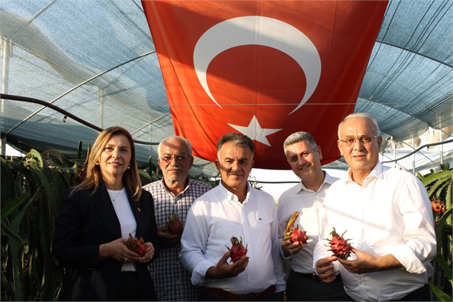 Adana`da Ejder Meyvesi Üretimi, Rusya ve Ukrayna`da Talep Patlaması Yaratıyor