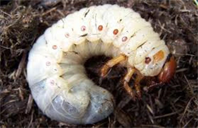 Manas Zararlısı ile Mücadele!