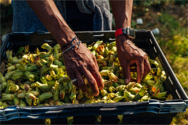 Fındık İhracatında Değer, Miktarı Geride Bırakıyor!