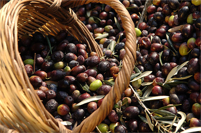 Zeytin Eleme Makineleri Yolda!