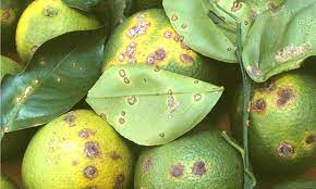 Turunçgillerde Alternaria Hastalığı ile Mücadele!