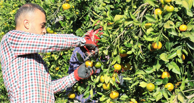 Mandarinalar Pazarlarda Bolca Yer Alacak