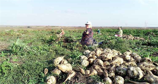 Kayseri Şeker, Çiftçilere 193 Milyon TL Söküm Avansıyla Destek Sağlıyor
