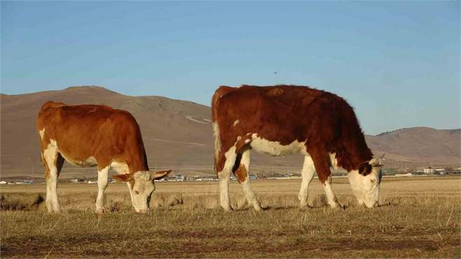 Kasım Ayında Kar Beklenirken Ardahan, Bahar Esintisiyle Şaşırtıyor