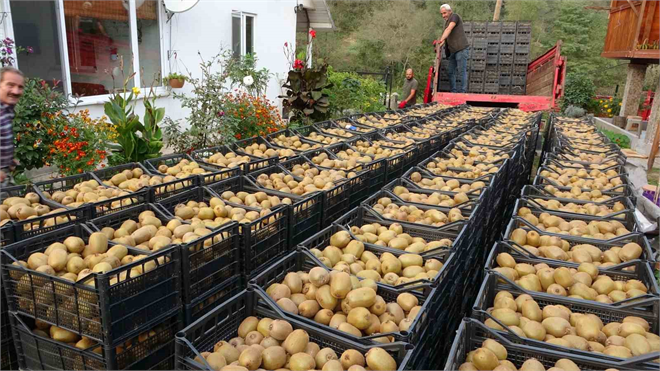 Kivi Hasadında Sona Yaklaşırken: Ordu, Ekonomiye 100 Milyon TL`lik Canlılık!