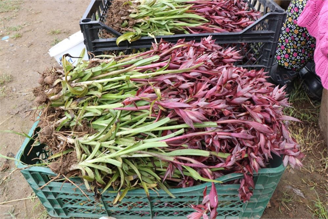 Samsun, Türkiye`nin Salep Üretiminde Tahtını Kurdu: Rekor Üretimle Zirvede!