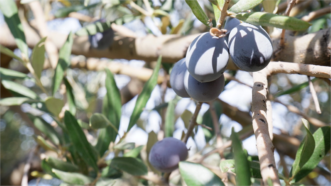 Organik Zeytin Üreticisi Doktor, İzmir`de Tarım Alanında Yeni Bir Sayfa Açıyor