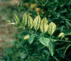 Dal Yanıklığı Hastalığı ile Mücadele!
