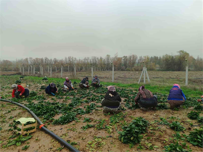 Bilecik`teki Kadın İşçiler, Soğuk Hava Şartlarına Rağmen Güçlü Elleriyle 50 Ton Ispanak Hasadı Yapıyor