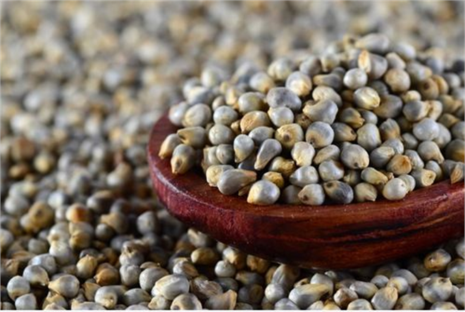 RUDN Tarım Uzmanları, Darı Genetik Çeşitliliğinin İzini Sürdü