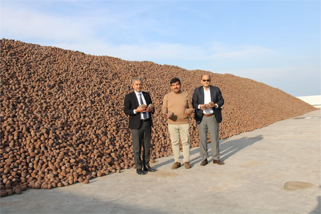 Koçarlı: Türkiye`nin Künar Üretimindeki Parlayan Yıldızı!