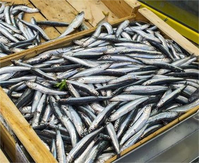 Türkiye, Hamsi İhracatında Parlıyor: 2023`te Yüzde 45 Artışla Rekor Kırdı!