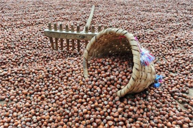 Denizli, Fındıkla İhracatta Zirveye Koşuyor