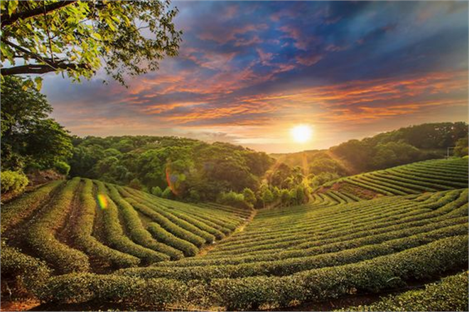 Doğu Karadeniz İhracatçılar Birliği, Türk Çayını Japonya`da Temsil Edecek