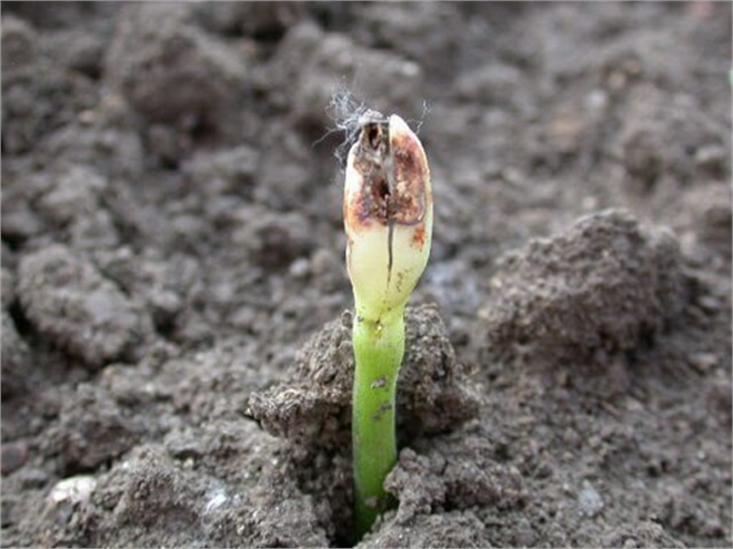 Çökerten Hastalığı ile Mücadele!