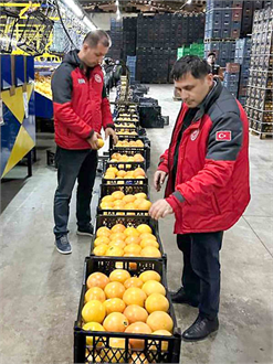 Muğla Portakalları, Ukrayna ve Polonya Pazarına Yola Çıktı