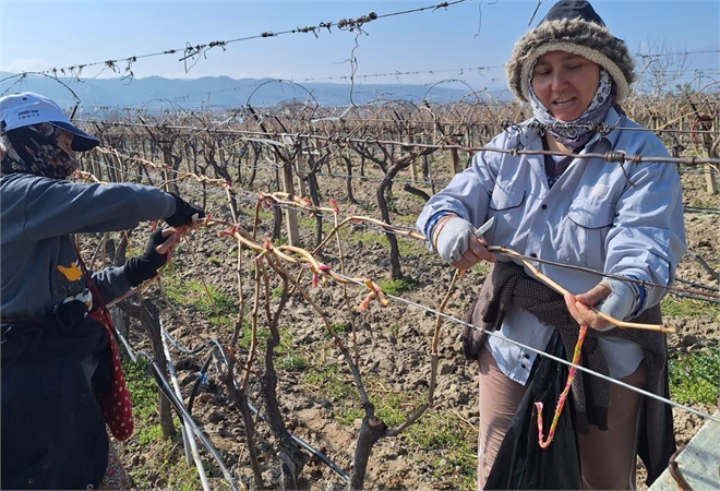 Kadın Eli Değdi, Üzüm Bağları Canlandı: Sarıgöl`de Tarım Sezonu Başladı