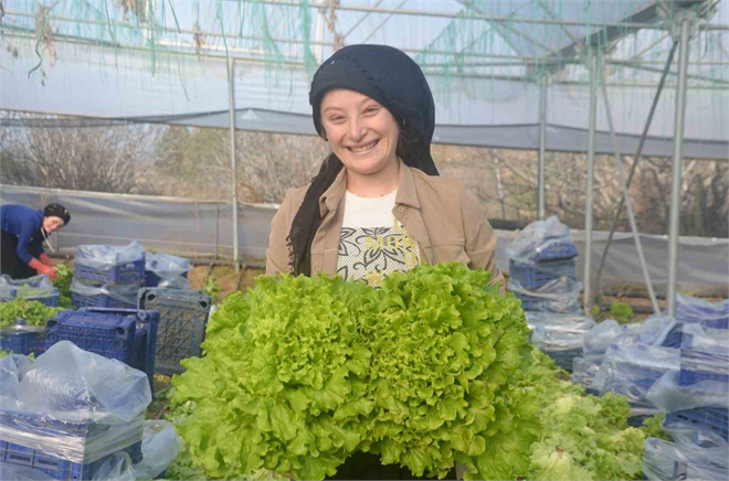 Sakarya Vadisi`nden Çıkan 45 Milyon Kök Marul Yola Çıktı!