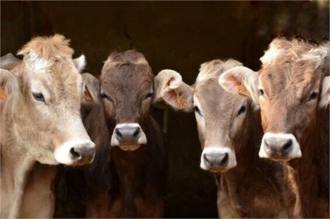 Desteklemeler Ödeniyor!