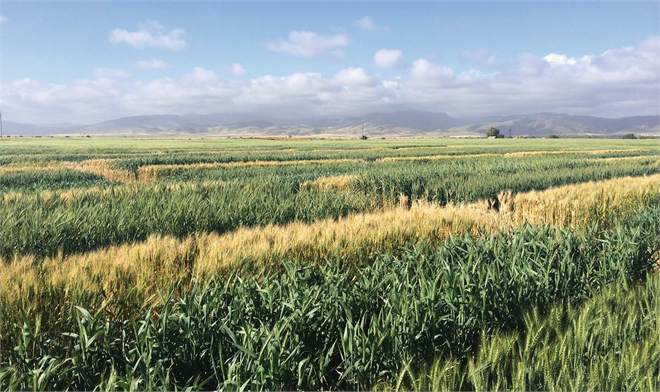 Sıcak Hava Dalgalarına Karşı Çözüm: Avustralyalı Bilim İnsanlarından Isıya Dirençli Buğday Arayışı