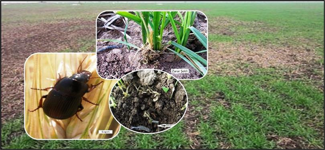 Zabrus Zararlısı ile Mücadele!