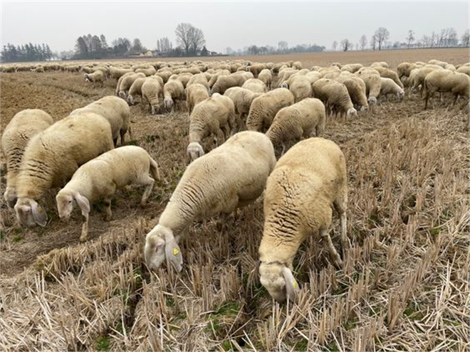 Hayvancılık Desteklemeleri Ödeniyor!