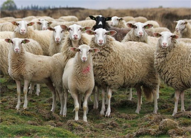 Kütahya`da 4 Bin 408 Üreticiye 26 Milyon TL Hayvancılık Desteği Verilecek