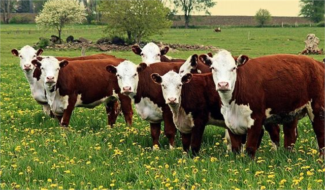 Sığır ve Manda Popülasyonları Geriledi: 2023`te Büyükbaş Hayvanlarda Düşüş Devam Ediyor