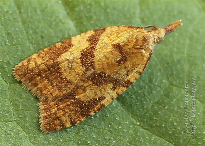 Dürmece Zararlısı ile Mücadele!