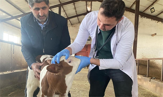 KUDAKA`nın `Buzağı Ölümlerini Azaltma` Projesi Başlatılıyor