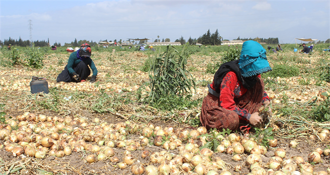 Amik Ovası`nda Soğan Hasadı Başladı ve Fiyatlar Açıklandı!