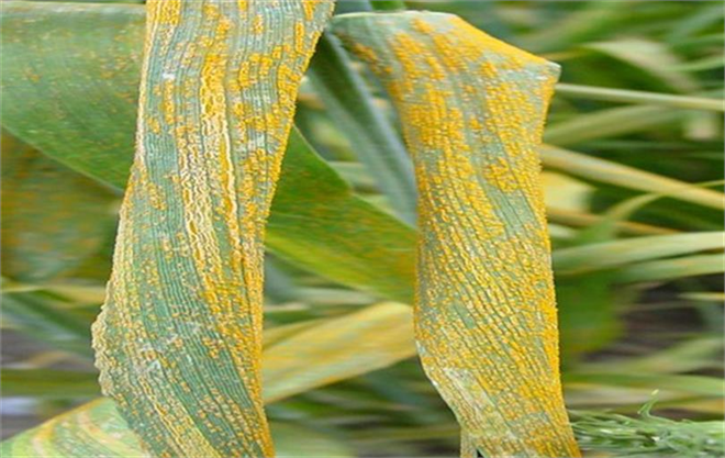 Buğday Pas Hastalıkları ile Mücadele!