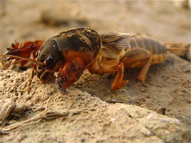 Danaburnu ile Mücadele!