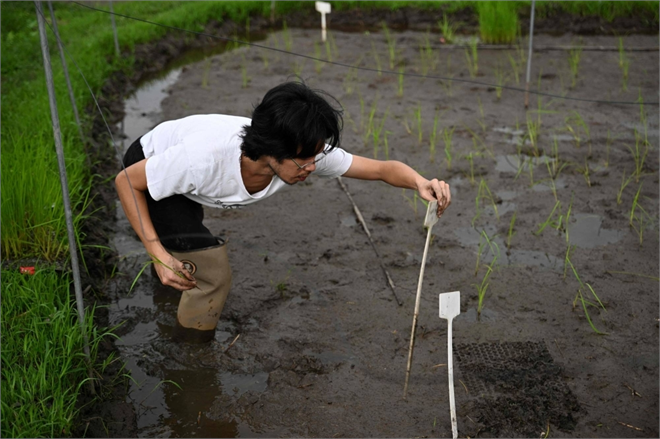 Hong Kong`un Uyuyan Pirinç Çeşitleri Yeniden Canlanıyor: Tarımda Tarihi Bir Dönüşüm