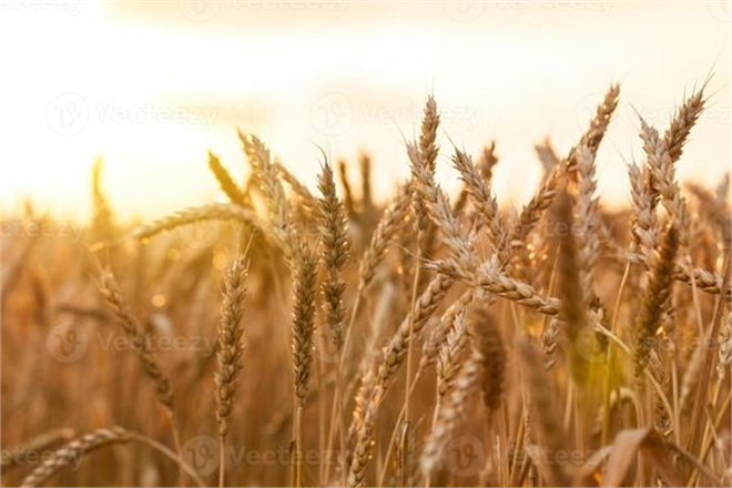 TMO, 2024 Hububat Ödemelerini Yaptı!