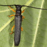 Fındık Teke Böceği ile Mücadele!