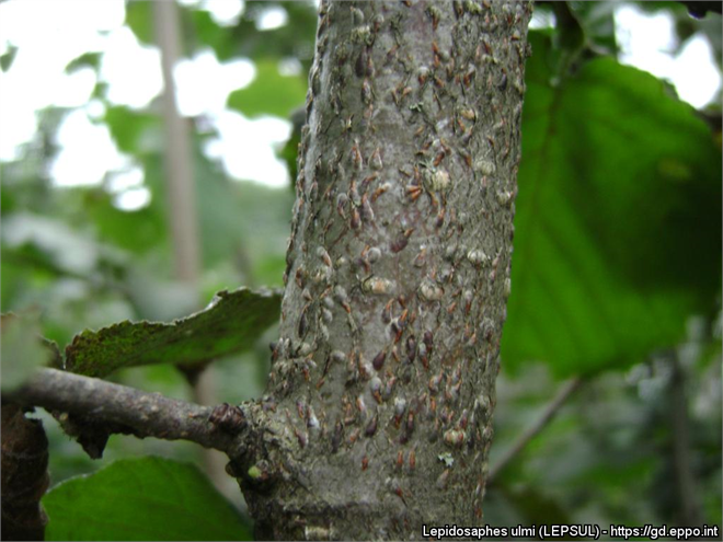 Virgül Kabuklu Biti ile Mücadele!