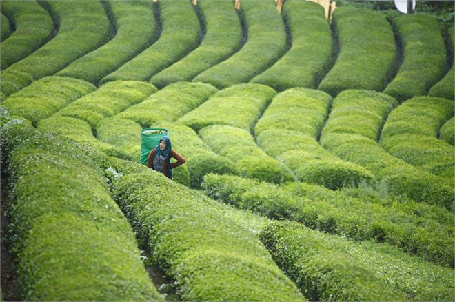 Desteklemeler Ödeniyor!
