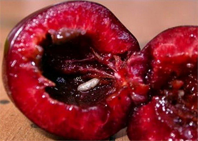 Kiraz Sineği ile Mücadele!