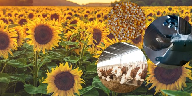 Desteklemeler Ödeniyor!