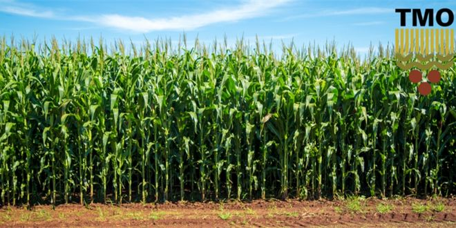 2025 Yılı Mısır Alım Fiyatları Belirlendi!