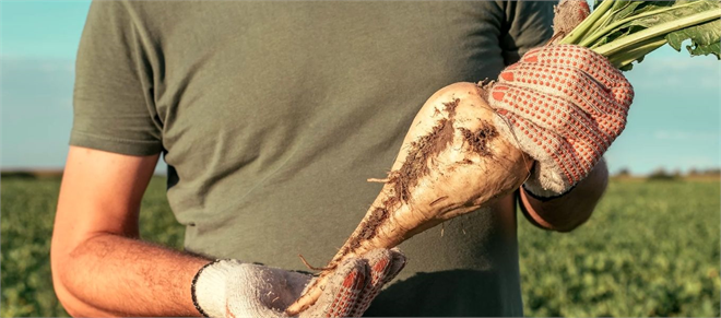 TÜRKŞEKER` in Şeker Pancarı Alım Fiyatı Güncellendi!