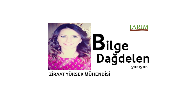 YEŞİL ALTIN ANTEPFISTIĞI