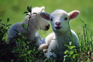 Ülkemizde Küçükbaş Hayvancılığın Durumu