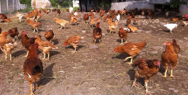 Doğal Bir Çiftlikte Sağlıklı Hayvanlar Ve Taze Ürünler