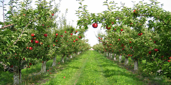 Elma Ticari Sıkıntı Yaşıyor