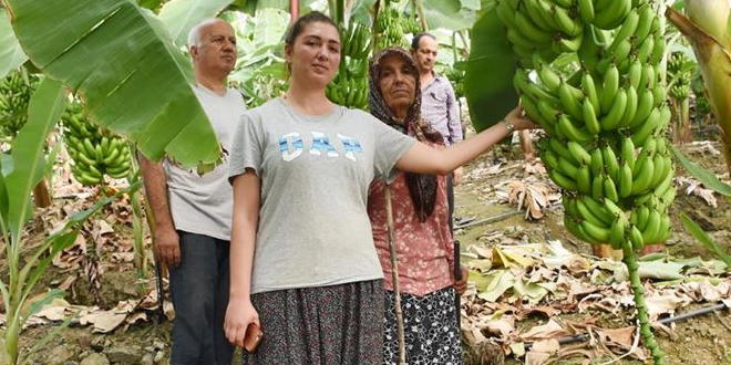 Devlet Desteğiyle Muz Üreticisi Oldu